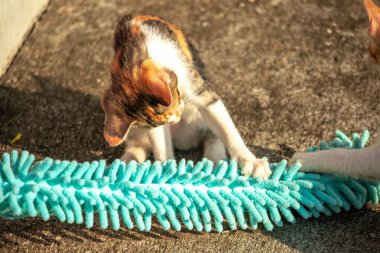 Yavru kediler toz bezleriyle oynadıklarında ya da çırpınan ipliklerle, beyinleri onlara saldırmaları için işaret eder.