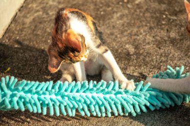 Yavru kediler toz bezleriyle oynadıklarında ya da çırpınan ipliklerle, beyinleri onlara saldırmaları için işaret eder.
