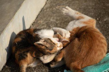 Yavru kediler toz bezleriyle oynadıklarında ya da çırpınan ipliklerle, beyinleri onlara saldırmaları için işaret eder.