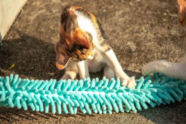 Yavru kediler toz bezleriyle oynadıklarında ya da çırpınan ipliklerle, beyinleri onlara saldırmaları için işaret eder.