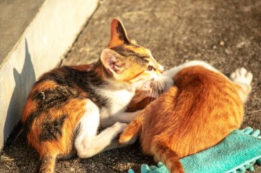 Yavru kediler toz bezleriyle oynadıklarında ya da çırpınan ipliklerle, beyinleri onlara saldırmaları için işaret eder.
