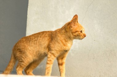 Turuncu bir kedi oturuyor ve sakince bakıyor..