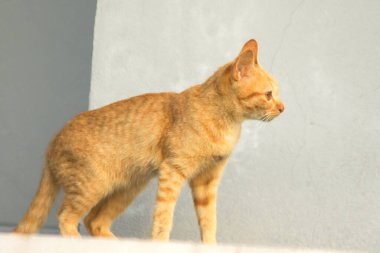 Turuncu bir kedi oturuyor ve sakince bakıyor..