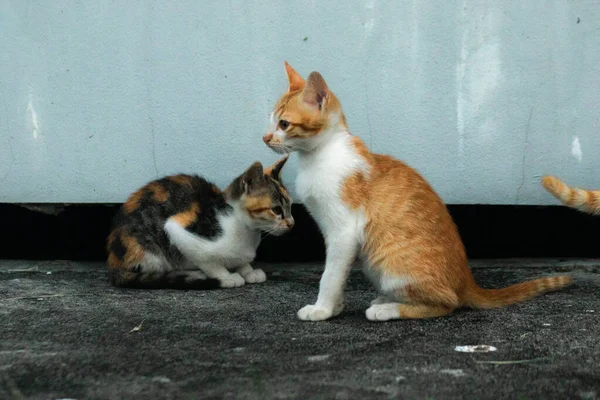 İki kedi yavrusu yemek ararken ya da birbirlerini oynamaya davet ederken yerde oturuyorlardı.