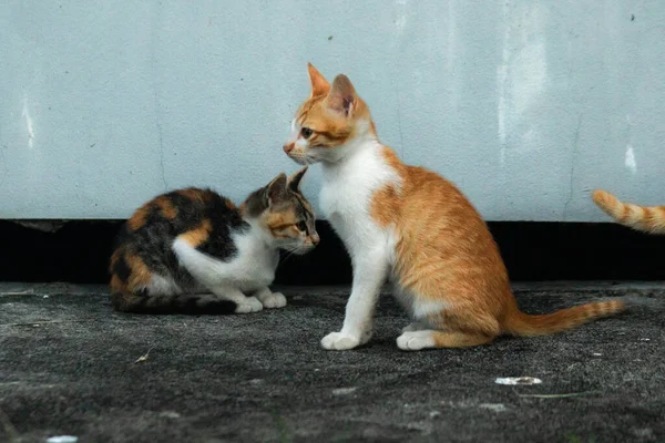 İki kedi yavrusu yemek ararken ya da birbirlerini oynamaya davet ederken yerde oturuyorlardı.