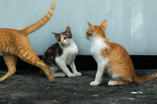 İki kedi yavrusu yemek ararken ya da birbirlerini oynamaya davet ederken yerde oturuyorlardı.