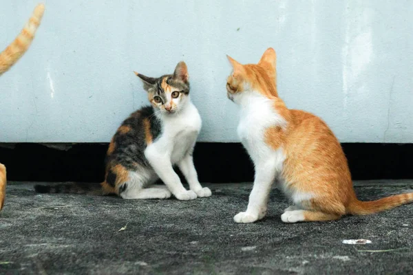 İki kedi yavrusu yemek ararken ya da birbirlerini oynamaya davet ederken yerde oturuyorlardı.