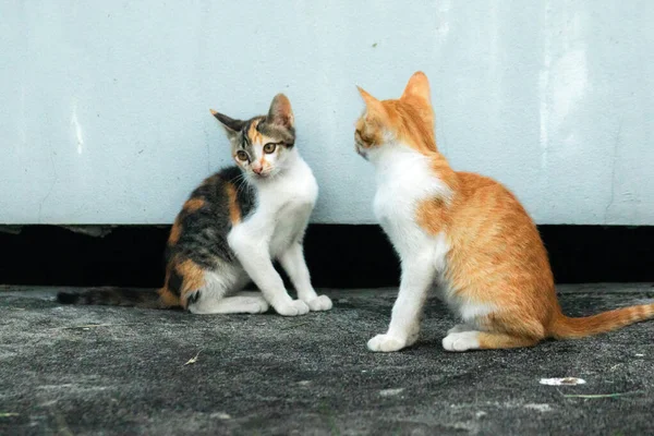 İki kedi yavrusu yemek ararken ya da birbirlerini oynamaya davet ederken yerde oturuyorlardı.
