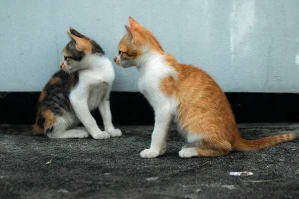İki kedi yavrusu yemek ararken ya da birbirlerini oynamaya davet ederken yerde oturuyorlardı.
