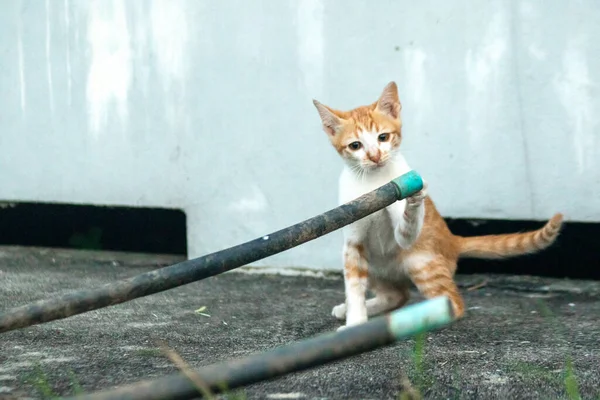 Yavru kediler birlikte oynadıklarında, çömelir, sessizce sokulur ve avlanma yeteneklerini geliştirmek için birbirlerine saldırırlar..