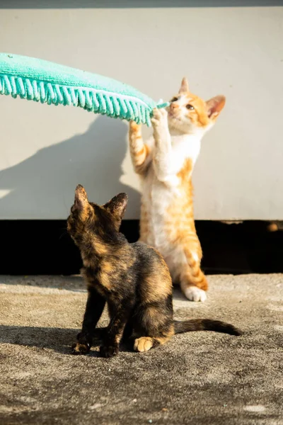 Yavru kediler toz bezleriyle oynadıklarında ya da çırpınan ipliklerle, beyinleri onlara saldırmaları için işaret eder.