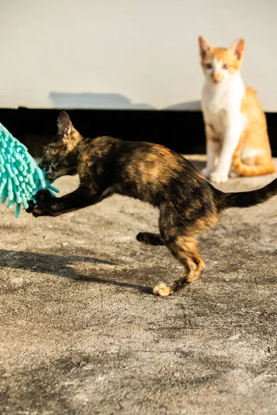 Yavru kediler toz bezleriyle oynadıklarında ya da çırpınan ipliklerle, beyinleri onlara saldırmaları için işaret eder.