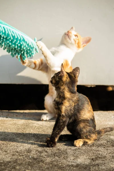Yavru kediler toz bezleriyle oynadıklarında ya da çırpınan ipliklerle, beyinleri onlara saldırmaları için işaret eder.