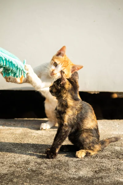 Yavru kediler toz bezleriyle oynadıklarında ya da çırpınan ipliklerle, beyinleri onlara saldırmaları için işaret eder.