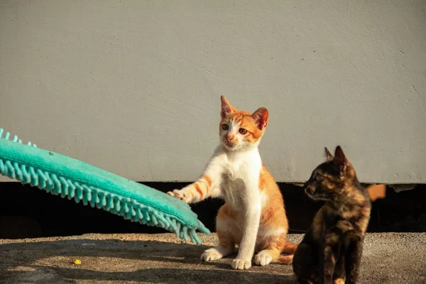 Yavru kediler toz bezleriyle oynadıklarında ya da çırpınan ipliklerle, beyinleri onlara saldırmaları için işaret eder.