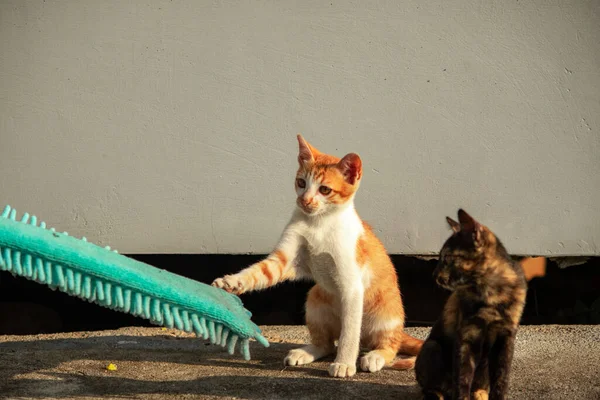 Yavru kediler toz bezleriyle oynadıklarında ya da çırpınan ipliklerle, beyinleri onlara saldırmaları için işaret eder.