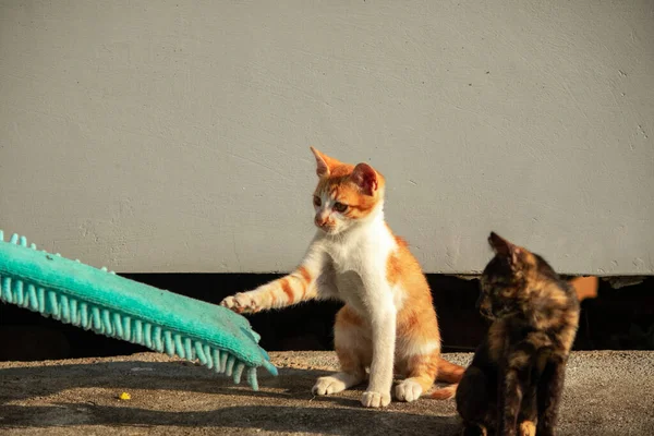 Yavru kediler toz bezleriyle oynadıklarında ya da çırpınan ipliklerle, beyinleri onlara saldırmaları için işaret eder.