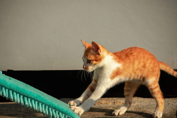 Yavru kediler toz bezleriyle oynadıklarında ya da çırpınan ipliklerle, beyinleri onlara saldırmaları için işaret eder.