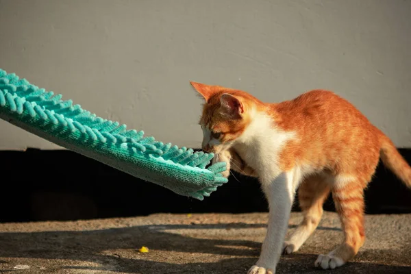 Yavru kediler toz bezleriyle oynadıklarında ya da çırpınan ipliklerle, beyinleri onlara saldırmaları için işaret eder.