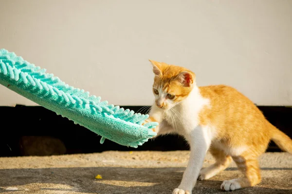 Yavru kediler toz bezleriyle oynadıklarında ya da çırpınan ipliklerle, beyinleri onlara saldırmaları için işaret eder.