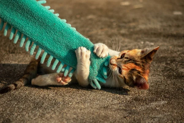 Yavru kediler toz bezleriyle oynadıklarında ya da çırpınan ipliklerle, beyinleri onlara saldırmaları için işaret eder.