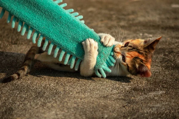 Yavru kediler toz bezleriyle oynadıklarında ya da çırpınan ipliklerle, beyinleri onlara saldırmaları için işaret eder.