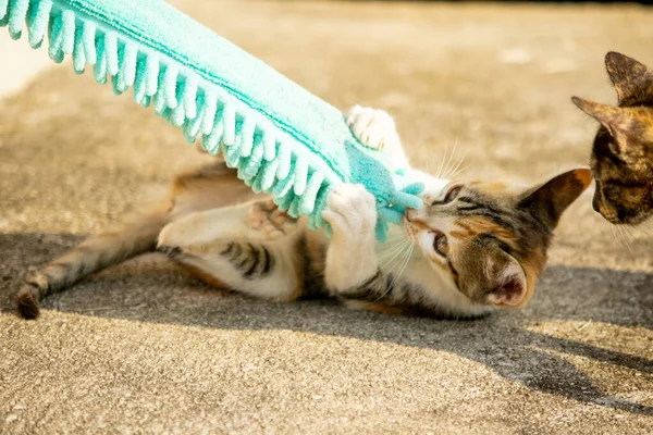 Yavru kediler toz bezleriyle oynadıklarında ya da çırpınan ipliklerle, beyinleri onlara saldırmaları için işaret eder.