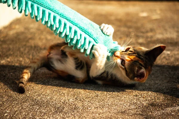 Yavru kediler toz bezleriyle oynadıklarında ya da çırpınan ipliklerle, beyinleri onlara saldırmaları için işaret eder.