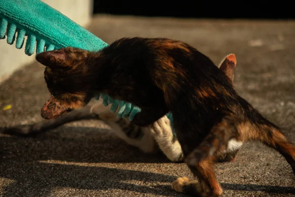 Yavru kediler toz bezleriyle oynadıklarında ya da çırpınan ipliklerle, beyinleri onlara saldırmaları için işaret eder.