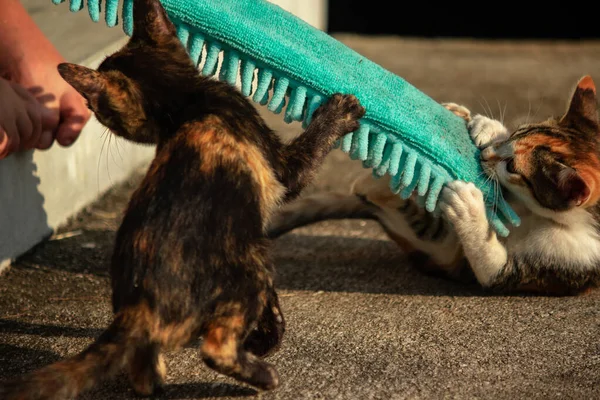 Yavru kediler toz bezleriyle oynadıklarında ya da çırpınan ipliklerle, beyinleri onlara saldırmaları için işaret eder.