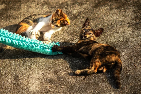 Yavru kediler toz bezleriyle oynadıklarında ya da çırpınan ipliklerle, beyinleri onlara saldırmaları için işaret eder.