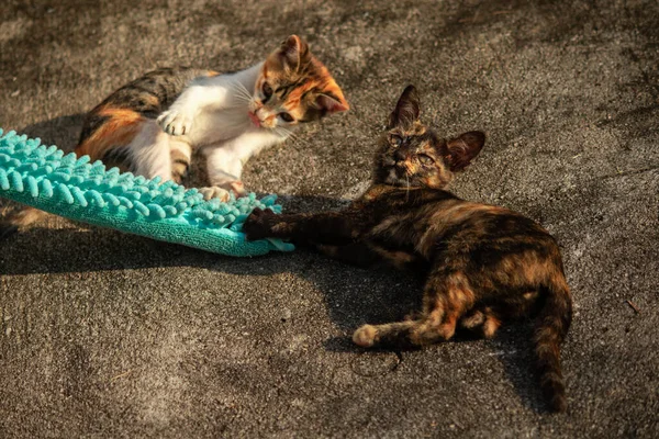 Yavru kediler toz bezleriyle oynadıklarında ya da çırpınan ipliklerle, beyinleri onlara saldırmaları için işaret eder.