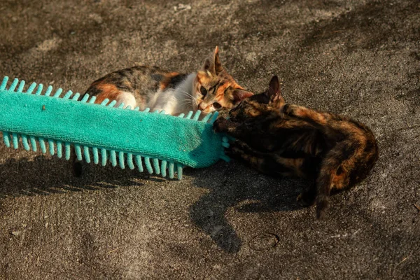 Yavru kediler toz bezleriyle oynadıklarında ya da çırpınan ipliklerle, beyinleri onlara saldırmaları için işaret eder.