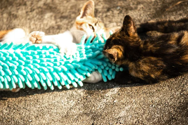 Yavru kediler toz bezleriyle oynadıklarında ya da çırpınan ipliklerle, beyinleri onlara saldırmaları için işaret eder.