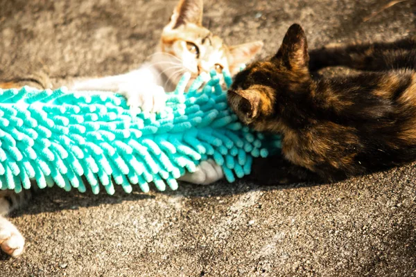 Yavru kediler toz bezleriyle oynadıklarında ya da çırpınan ipliklerle, beyinleri onlara saldırmaları için işaret eder.