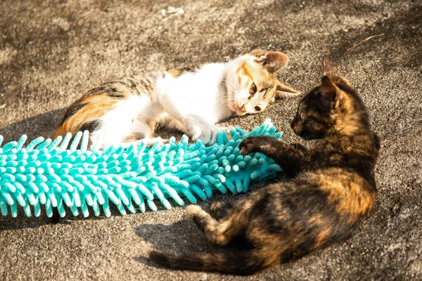 Yavru kediler toz bezleriyle oynadıklarında ya da çırpınan ipliklerle, beyinleri onlara saldırmaları için işaret eder.