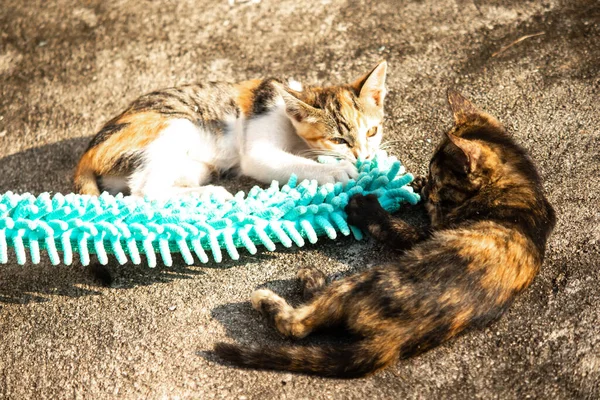 Yavru kediler toz bezleriyle oynadıklarında ya da çırpınan ipliklerle, beyinleri onlara saldırmaları için işaret eder.