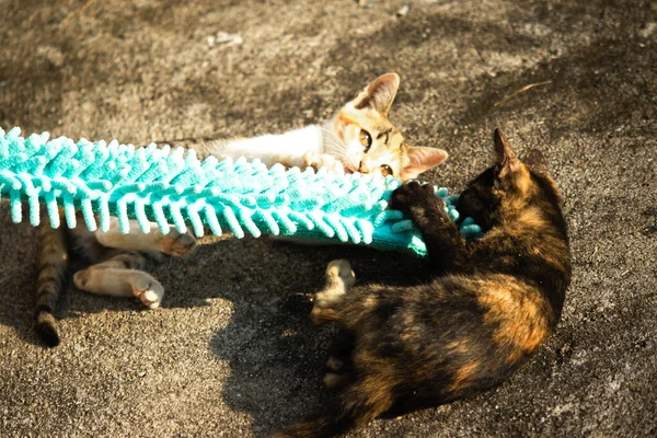 Yavru kediler toz bezleriyle oynadıklarında ya da çırpınan ipliklerle, beyinleri onlara saldırmaları için işaret eder.
