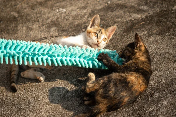 Yavru kediler toz bezleriyle oynadıklarında ya da çırpınan ipliklerle, beyinleri onlara saldırmaları için işaret eder.