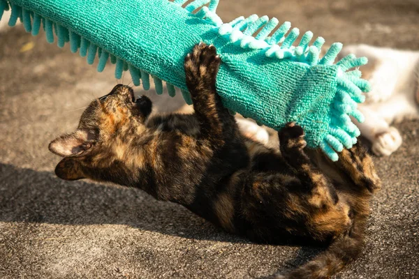 Yavru kediler toz bezleriyle oynadıklarında ya da çırpınan ipliklerle, beyinleri onlara saldırmaları için işaret eder.