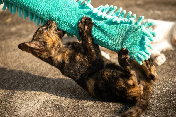 Yavru kediler toz bezleriyle oynadıklarında ya da çırpınan ipliklerle, beyinleri onlara saldırmaları için işaret eder.