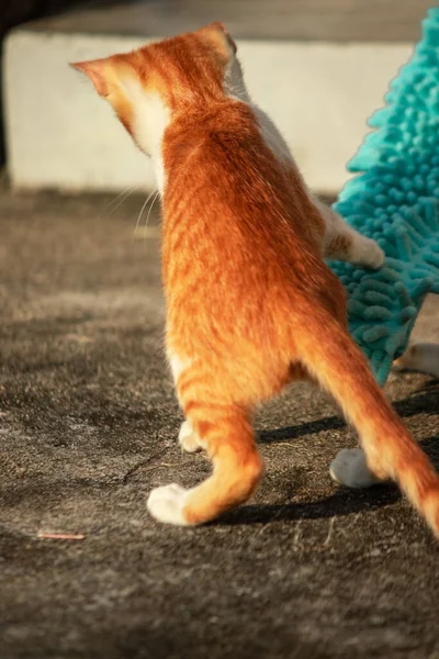 Yavru kediler toz bezleriyle oynadıklarında ya da çırpınan ipliklerle, beyinleri onlara saldırmaları için işaret eder.