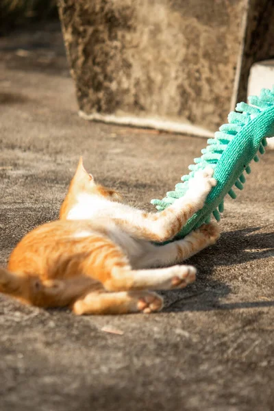 Yavru kediler toz bezleriyle oynadıklarında ya da çırpınan ipliklerle, beyinleri onlara saldırmaları için işaret eder.