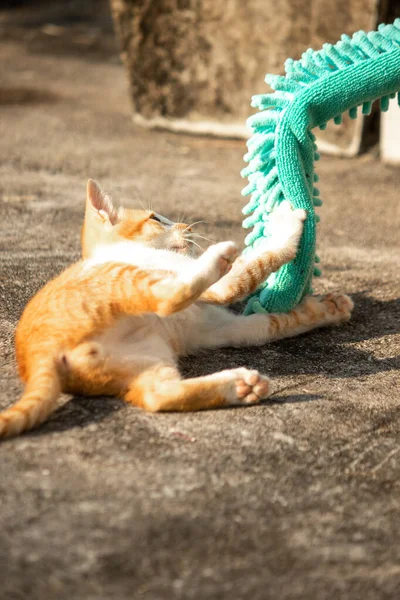 Yavru kediler toz bezleriyle oynadıklarında ya da çırpınan ipliklerle, beyinleri onlara saldırmaları için işaret eder.