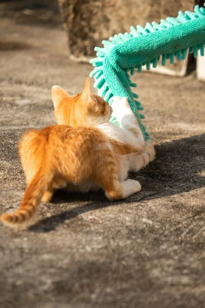 Yavru kediler toz bezleriyle oynadıklarında ya da çırpınan ipliklerle, beyinleri onlara saldırmaları için işaret eder.