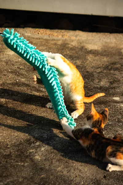 Yavru kediler toz bezleriyle oynadıklarında ya da çırpınan ipliklerle, beyinleri onlara saldırmaları için işaret eder.