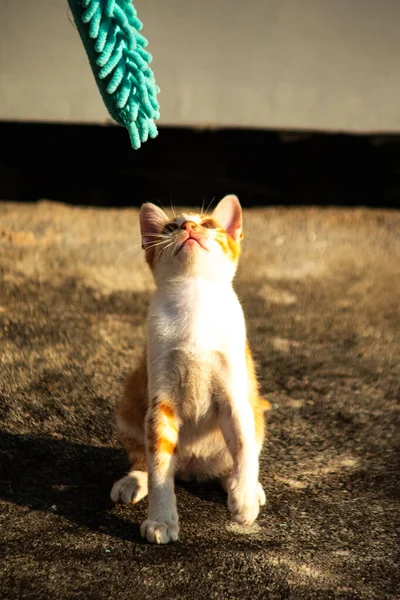 Yavru kediler toz bezleriyle oynadıklarında ya da çırpınan ipliklerle, beyinleri onlara saldırmaları için işaret eder.