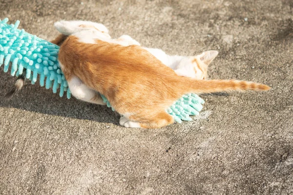Yavru kediler toz bezleriyle oynadıklarında ya da çırpınan ipliklerle, beyinleri onlara saldırmaları için işaret eder.