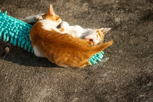 Yavru kediler toz bezleriyle oynadıklarında ya da çırpınan ipliklerle, beyinleri onlara saldırmaları için işaret eder.