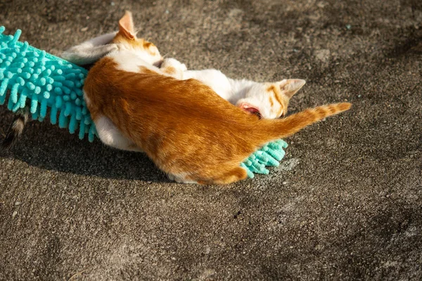 Yavru kediler toz bezleriyle oynadıklarında ya da çırpınan ipliklerle, beyinleri onlara saldırmaları için işaret eder.